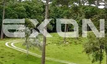 Imagem 2: Chácara em Mandirituba com 333.960 m² com Reflorestamento de Pinus