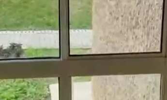 Imagem 3: Ap conquista do girassol