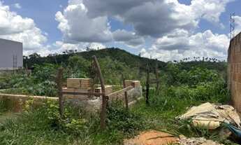 Imagem 3: Meio Lote Castanheira Santa Luzia