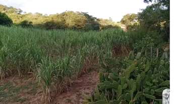 Imagem 7: OPORTUNIDADE - SÍTIO / FAZENDINHA EM MONTES CLAROS - MG