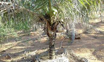 Imagem 3: Oportunidade Vende-se chácara no Areia Grossa