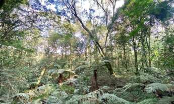 Imagem 5: Área rural com 1 alqueire em Cascavel