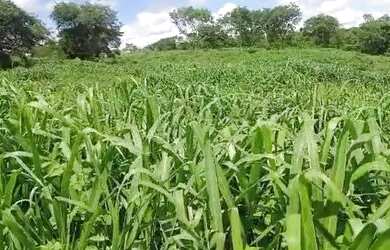 Imagem 2: Fazenda 800 Hectares... Destaque Pecuária. 2.800.000.00