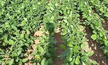 Imagem: Fazenda de 479 alq em Ipameri-GO