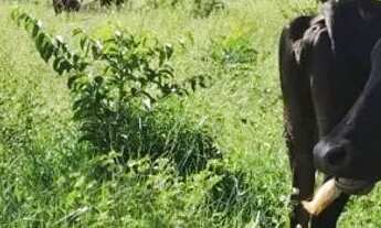 Imagem 2: Chácara 06 alqueires Pirenópolis