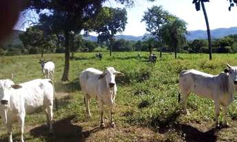 Imagem 4: Fazenda 1541 Hectares Para Pecuária Com Ótimo Acesso - Acorizal/MT