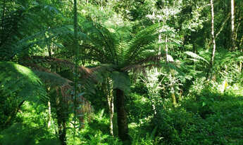 Imagem 6: Belíssimo Sítio entre Rio Rufino e Urubici