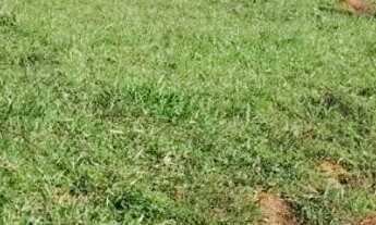 Imagem 6: Chácara 06 alqueires Pirenópolis