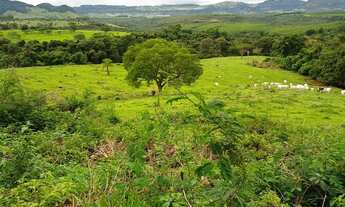 Imagem 6: Sítio todo formado para boi ,ótima localização