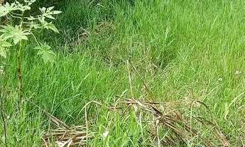 Imagem 2: Vendo um terreno