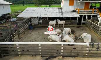 Imagem 16: Fazenda em Iranduba medindo 1.800 x 1.000= 1.800.000m² na várzea