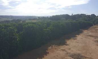 Imagem 5: Sitio em arcerburgo 3 alqueires 970.000.00 ( do