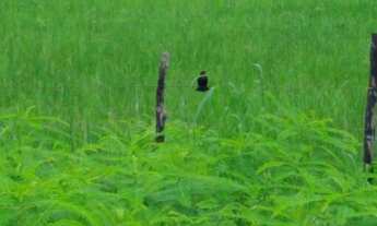 Imagem 2: FAZENDA CARNAÚBA NO QUIXADA