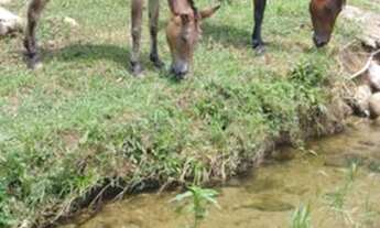 Imagem 7: Alugo casa mobiliada em belíssimo sitio