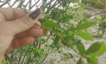 Imagem: Financio casa independente no cantinho da