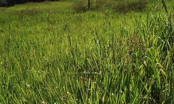 Imagem 6: Sítio 2 hectares, próximo a Araguari e Uberlândia