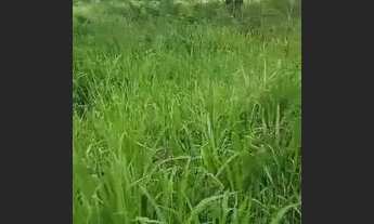 Imagem: Fazenda 800 Hectares. Destaque Pecuária