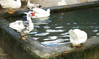 Imagem 7: TERRENO 700M2 FAZENDA IMPERIAL- CASCAVEL-CE