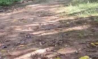 Imagem 5: Chácara 06 alqueires Pirenópolis