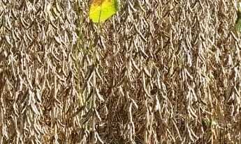 Imagem 4: Fazenda a venda em Barro Alto / Goiás!!!