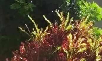 Imagem 1: Diárias promocionais a partir de 200 reais a diária