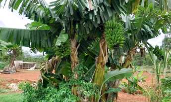 Imagem 5: Sitio 5.000 m², terra de qualidade, com casa, galinheiro, pomar, terra frutífera