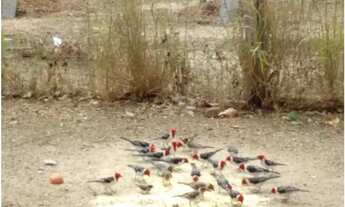 Imagem 3: Sítio em Riachão