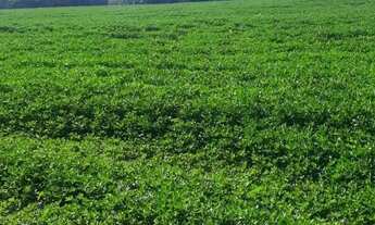 Imagem 3: Sitio em batatais 18 alqueires 6.000.000.00 ( v