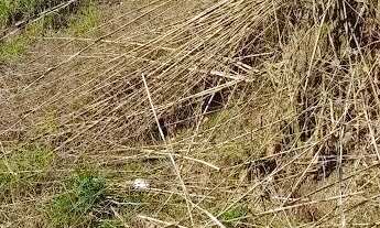 Imagem 5: Terreno à venda nas Três Barras