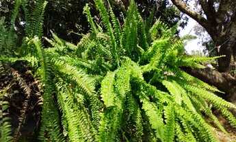 Imagem 4: OAlmeida, Chácara em Taboquinha, Escriturada, 599 mil