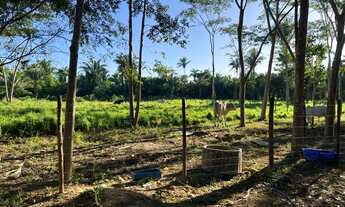 Imagem 7: Sítio à venda em Timon 4,5 hectares