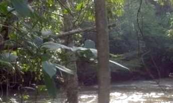 Imagem 3: Excelente chácara com acesso ao rio São Bartolomeu - Aceita proposta