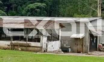 Imagem 5: Chácara em Mandirituba com 333.960 m² com Reflorestamento de Pinus