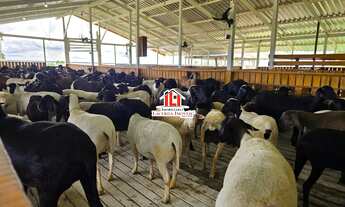 Imagem 4: Fazenda em Iranduba medindo 1.800 x 1.000= 1.800.000m² na várzea