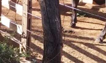 Imagem 3: Chácara 06 alqueires Pirenópolis