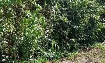 Imagem 3: VENDE-SE EXCELENTE TERRENO RIO PRETO EVA - PROX. RODOVIA AM 010