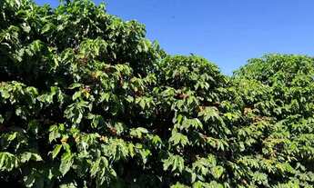 Imagem 6: Fazenda de café produtiva de 166,66 alqueres (399,984 hectares) no Município de