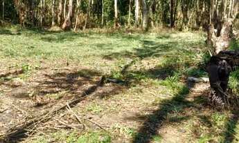 Imagem 4: Sitio taiacupeba com 20mil m2 escritura ok