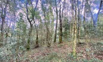 Imagem 7: Área rural com 1 alqueire em Cascavel