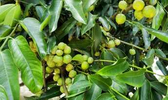 Imagem 3: Excelente terreno com 27 fruteiras mais casa