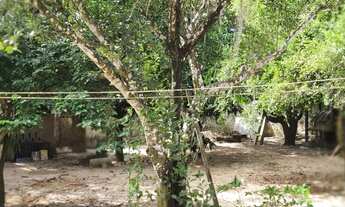 Imagem 2: Excelente terreno com 27 fruteiras mais casa