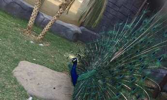 Imagem 6: Chácara em Cond. Fechado c/ Lazer - 35 minutos de Goiânia