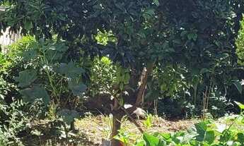 Imagem 2: Terreno 270 mtrs jardim androvandi Indaiatuba