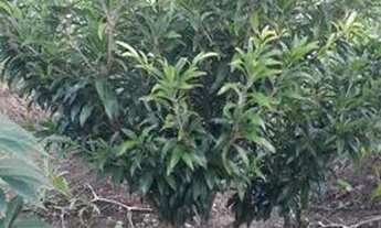 Imagem: Mini chácara em Cruz de Rebouças