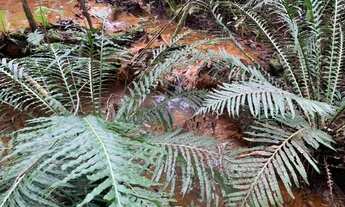 Imagem 5: Fazenda 150ha, com 3km de beira de rio, nascente no terreno, terra de cultivo, Lagoa Santa