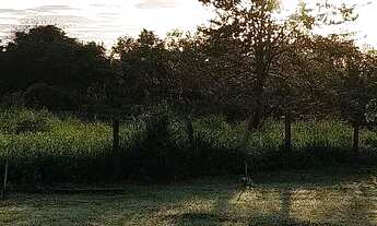 Imagem 4: Vendo pesqueiro lote no pantanal MT