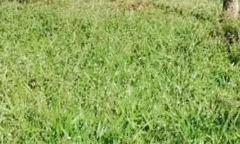 Imagem 4: Chácara 06 alqueires Pirenópolis