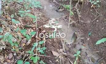 Imagem 2: Vendo 5 Alqueires, sendo 24.2 Hectares Eem ARAGUAPAZ - GO - CÓD. 14002