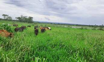 Imagem 4: Ótima fazenda de 302 hectares, dupla aptidão, terras de cultura margeada por ribeirão - Ri