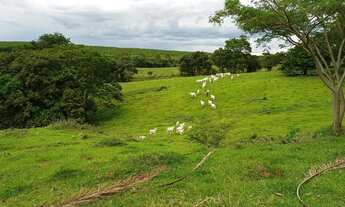 Imagem: Sítio todo formado para boi, ótima localização